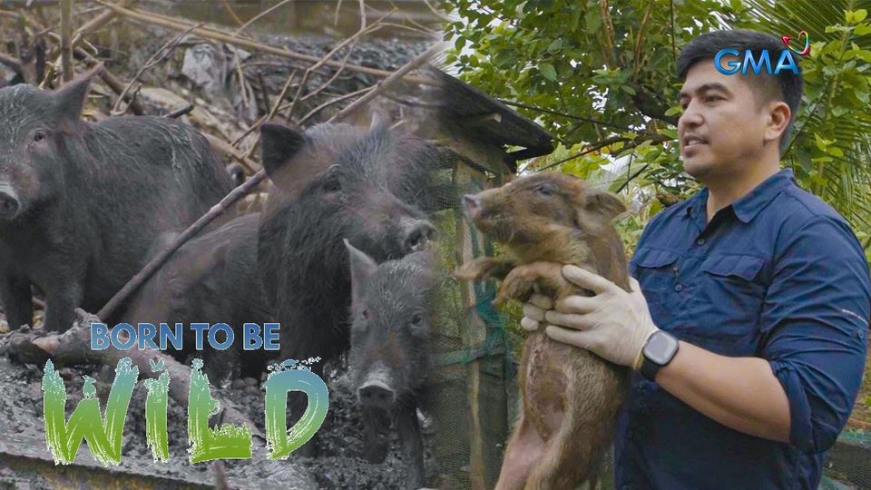 Born To Be Wild August 11, 2024 poster image on Pinoy Tambayan